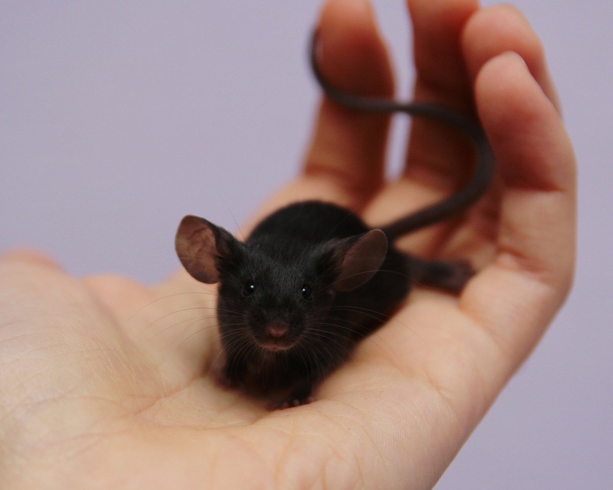 Сатиновая крыса