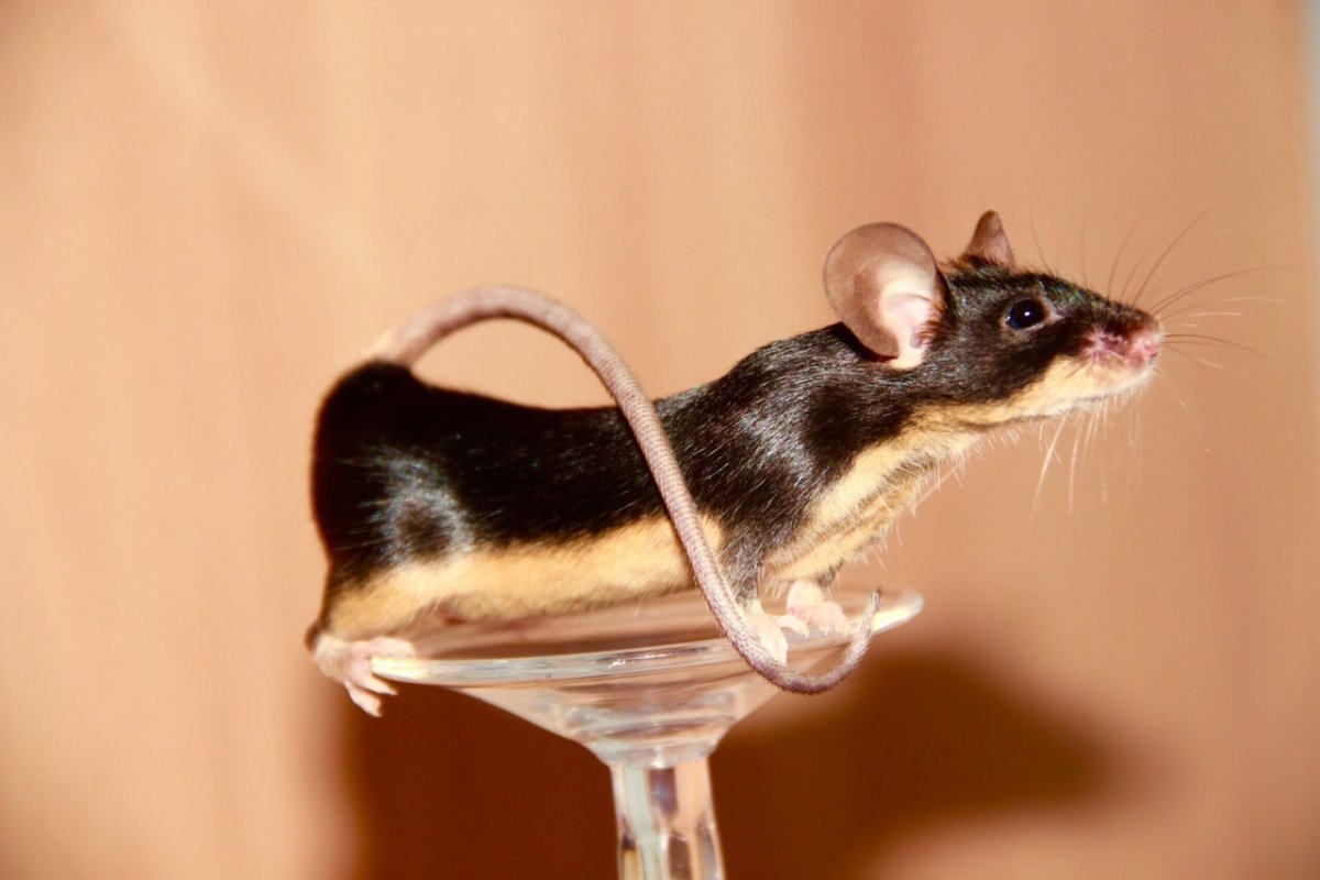 Сатиновые мыши Блэк Тан