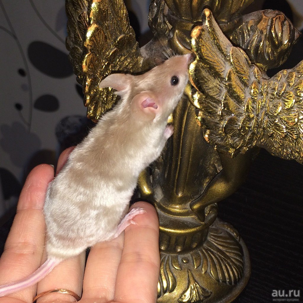 Сатиновый рекс мышь