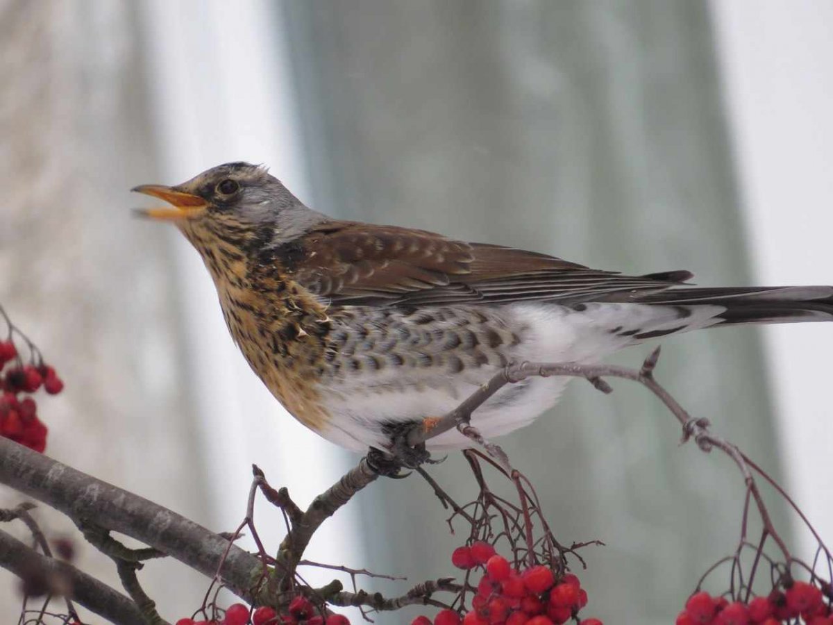 Рябиновый Дрозд Дрозд рябинник