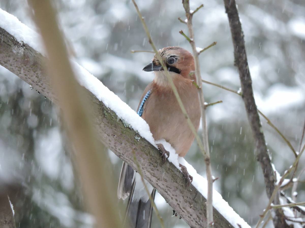 Сойка и свиристель