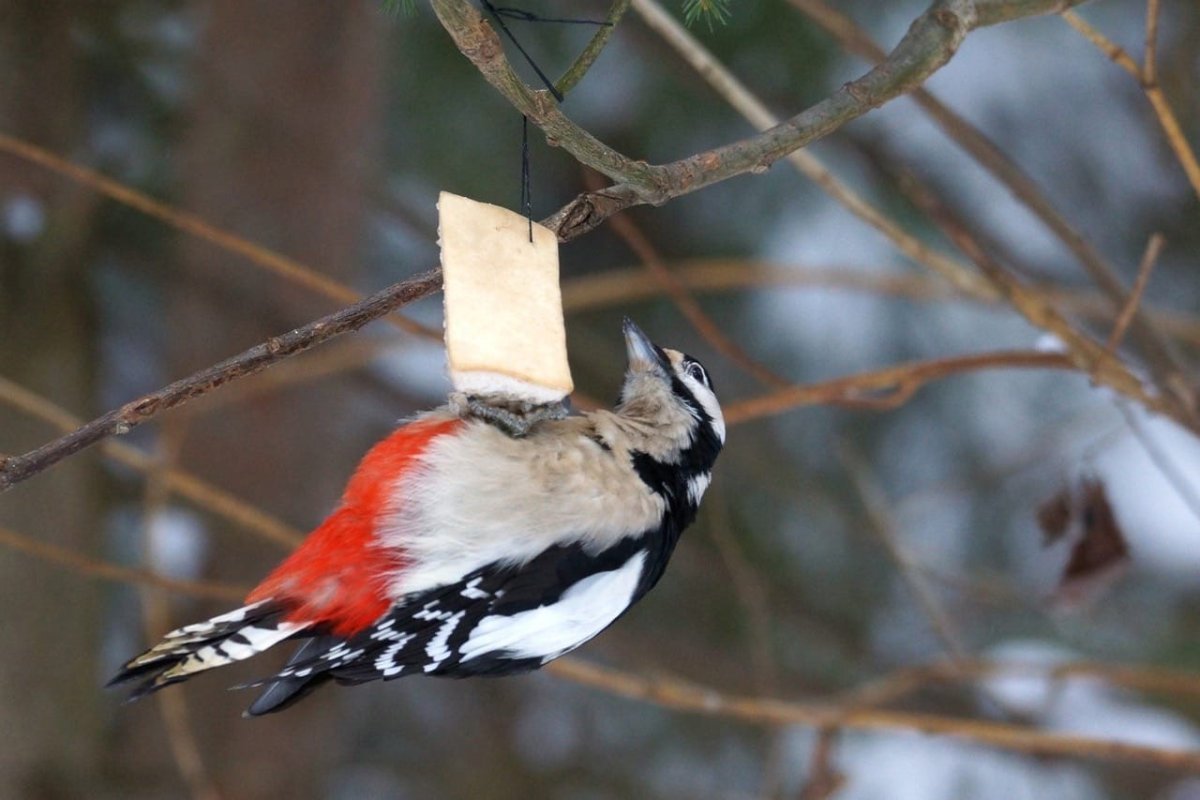 Птицы Удмуртии