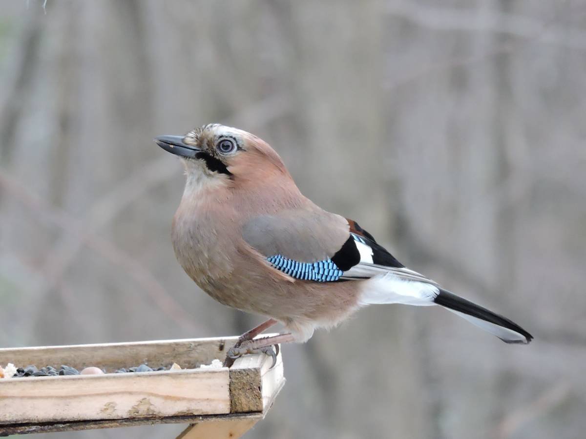 Лесные птицы удмуртии