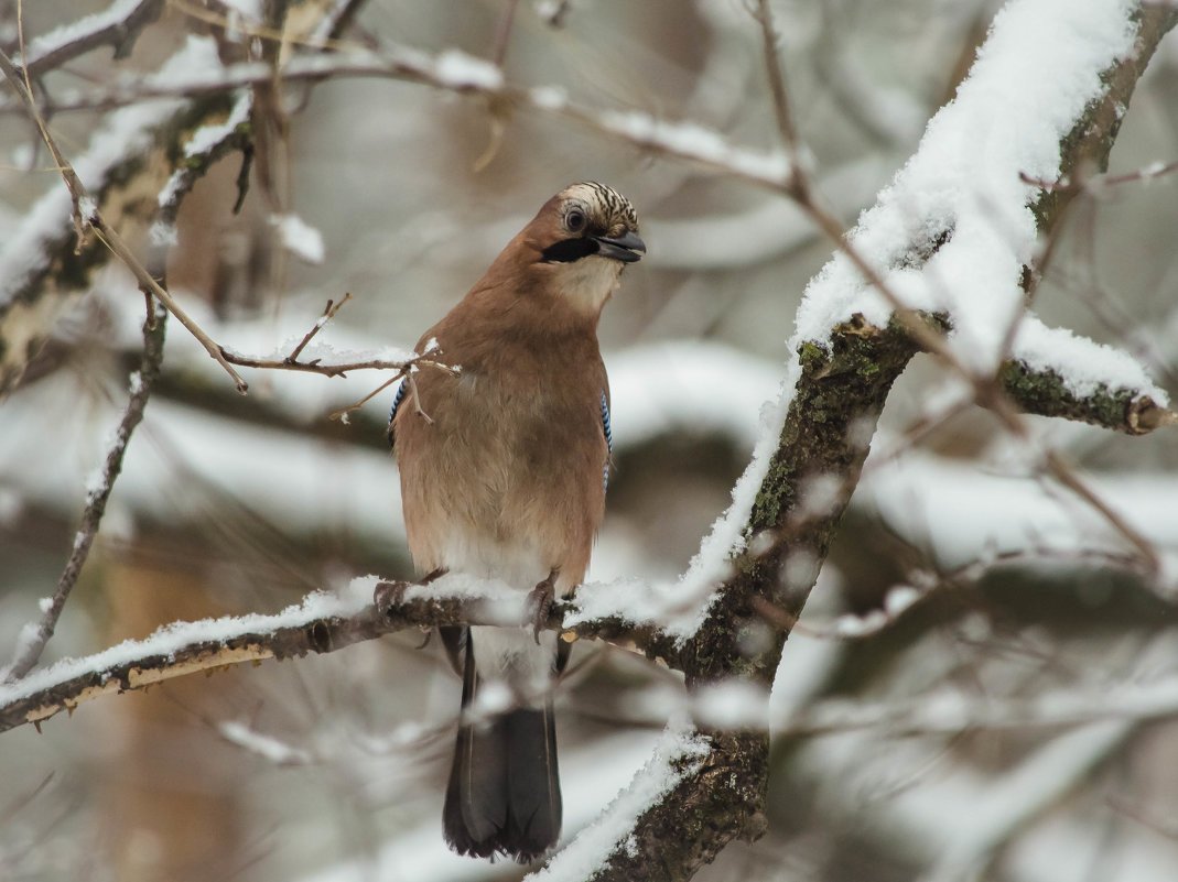 Птицы ХМАО Югры свиристель