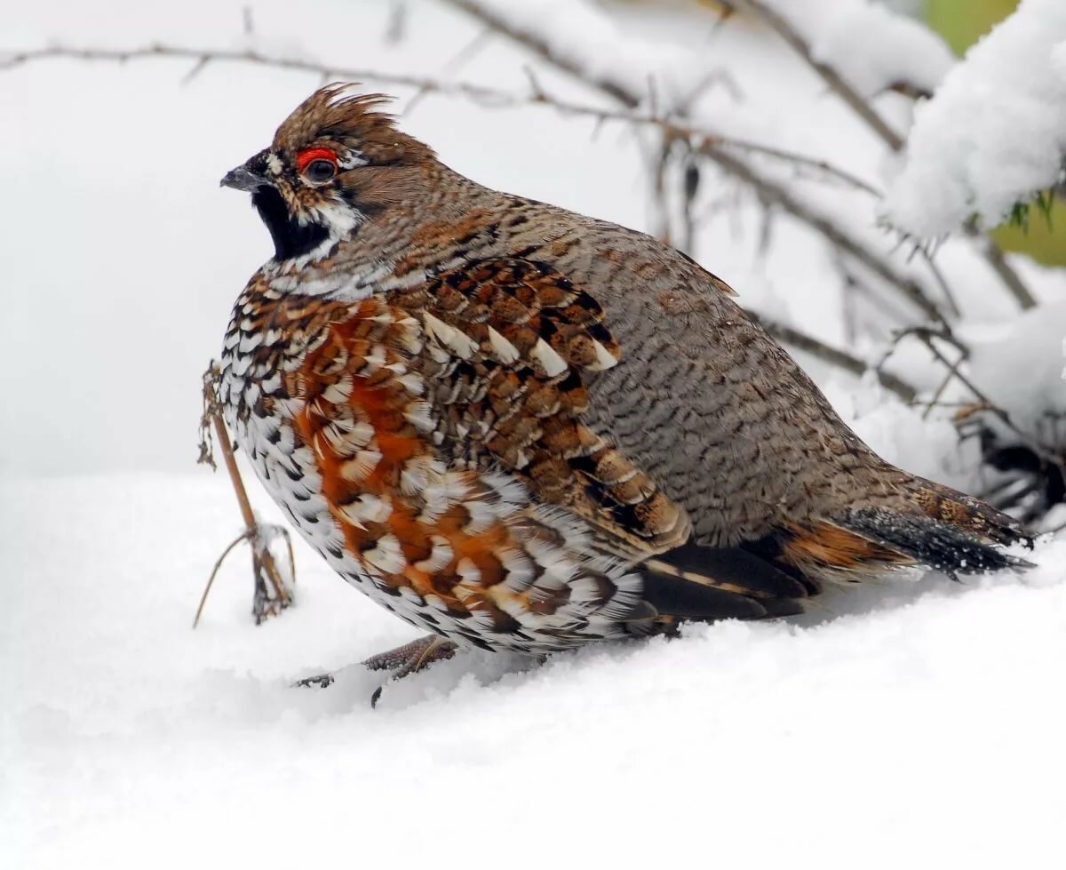 Куропатки рябчики тетерева