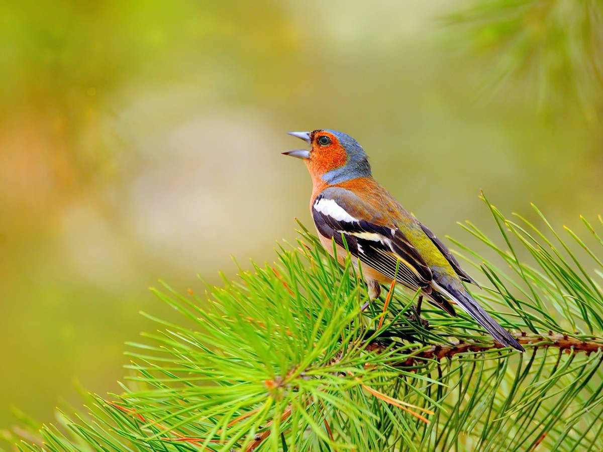 Птичка Зяблик