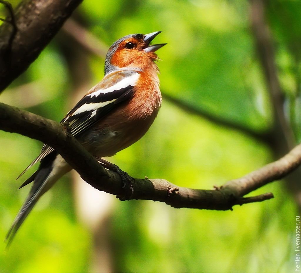 Лесные птицы Зяблик