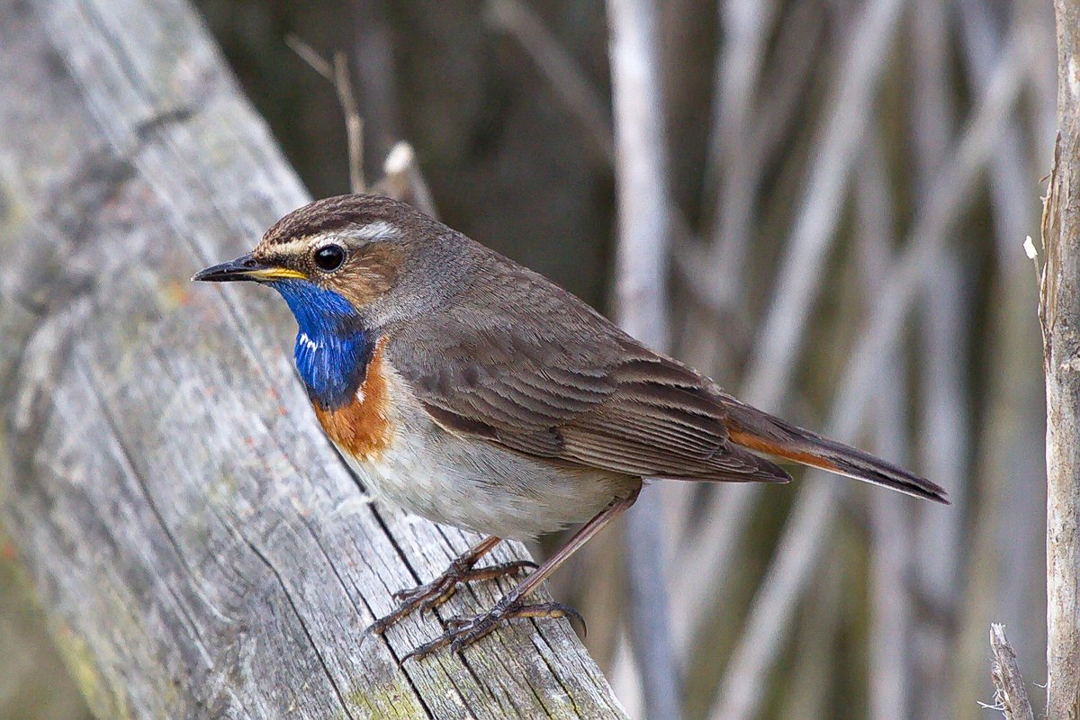 Птицы Удмуртии фото с названиями
