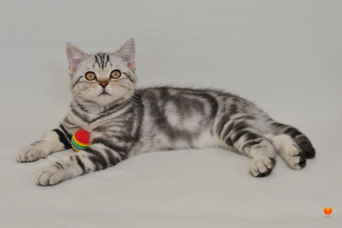 Скоттиш страйт черный мрамор