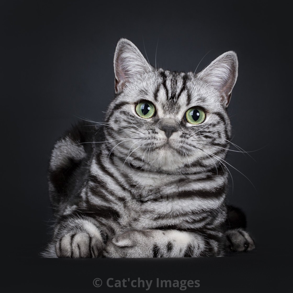 Блэк Сильвер табби