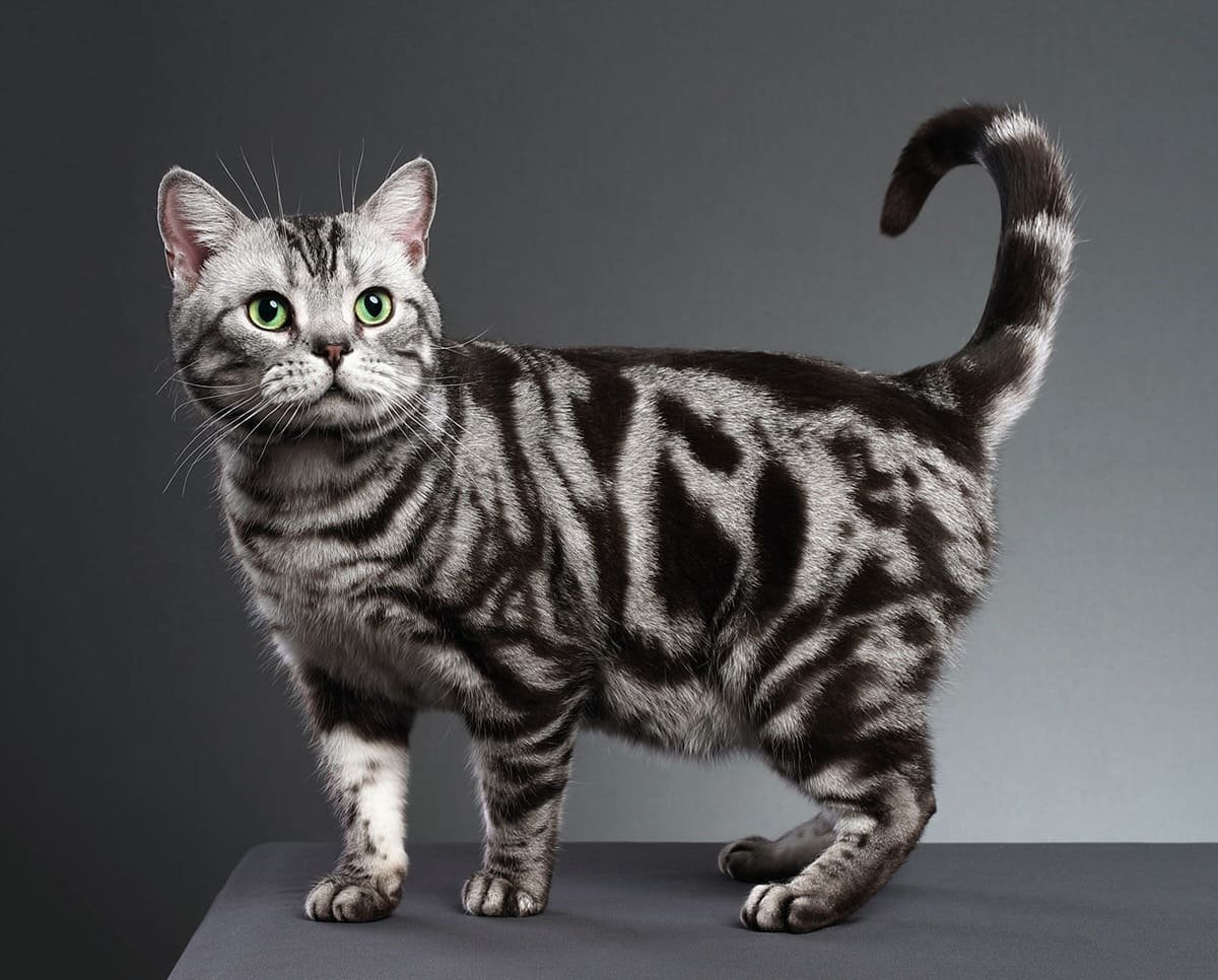 Шотландский табби