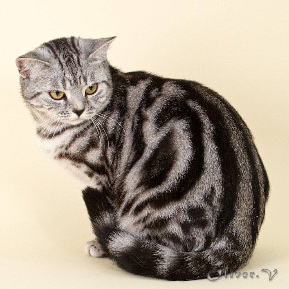 Американская короткошерстная табби