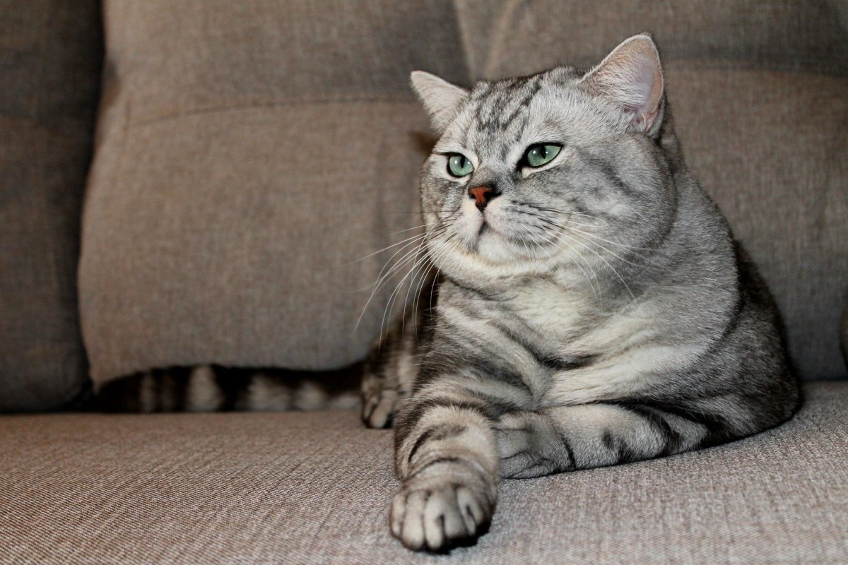 Британец окрас NS 22