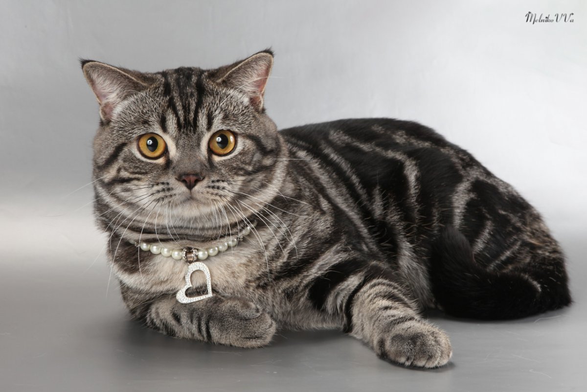 Шотландская прямоухая табби