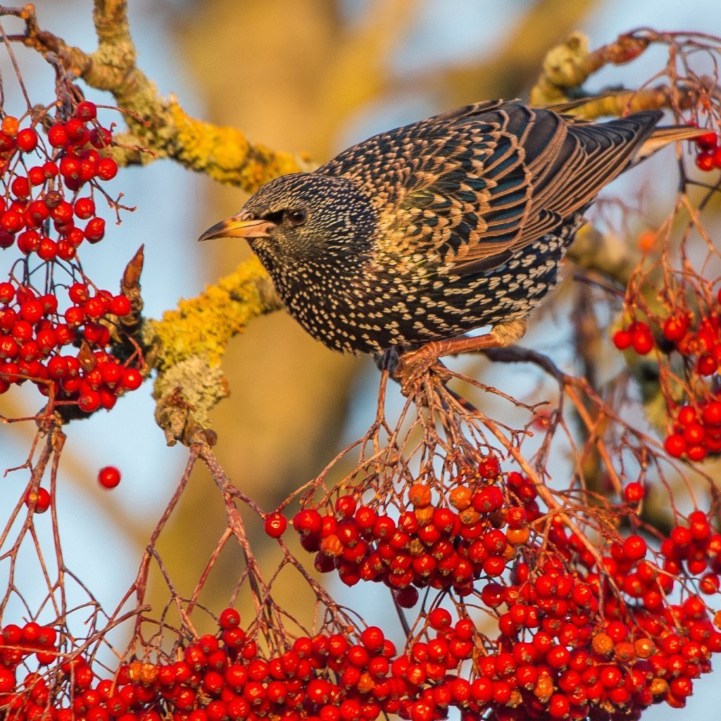 Рябиновый скворец