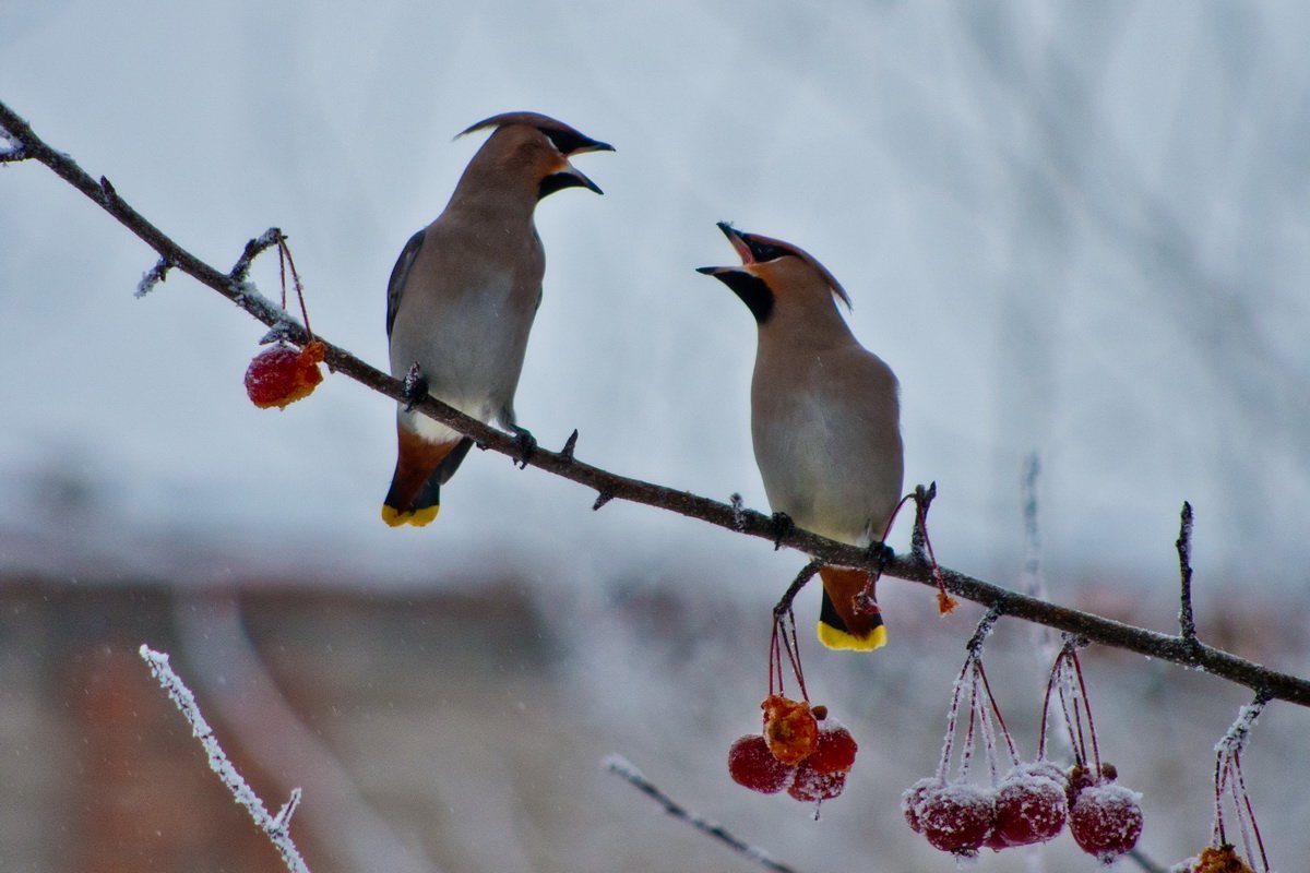 Свиристель зимующая птица