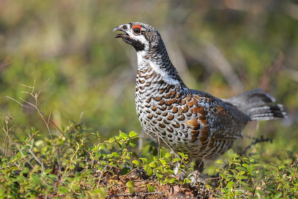 Рябчик Сибирский