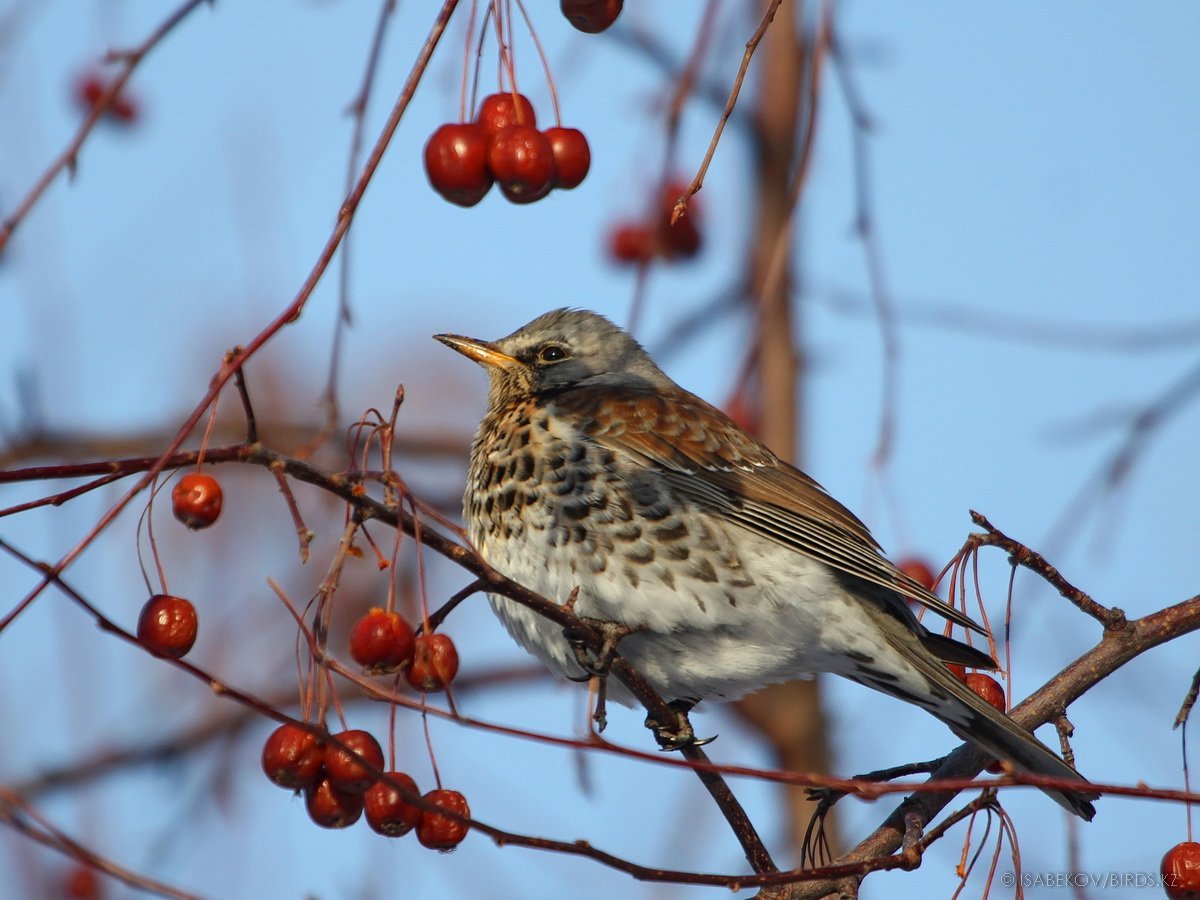 Дрозд рябинник Fieldfare turdus pilaris