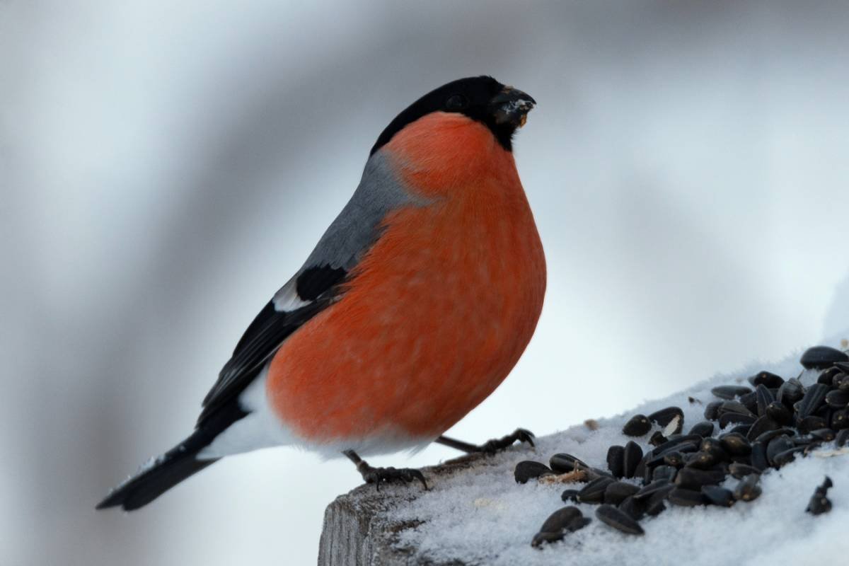 Серогрудый Снегирь