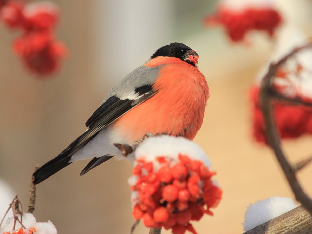 Снегири и Дрозды