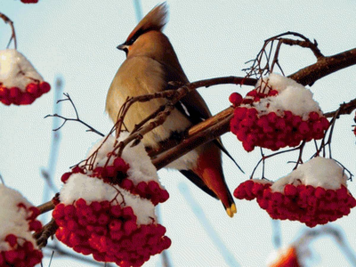 Птицы на рябине