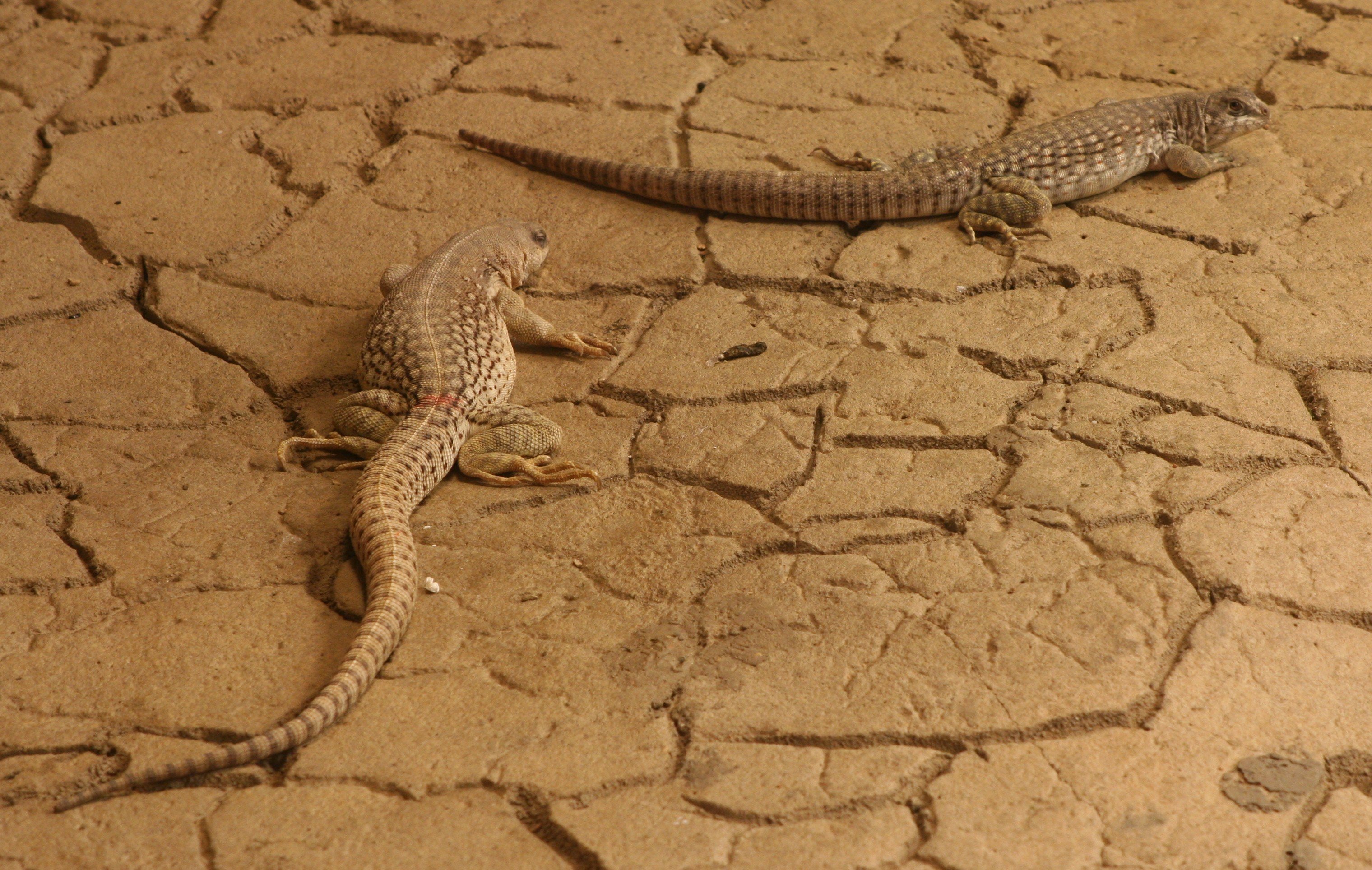 Рептилия в анапе. Длиннохвостый скальный Варан. Варан пустынный крокодил. Фауна тропических пустынь. Фауна пустынь Африки.