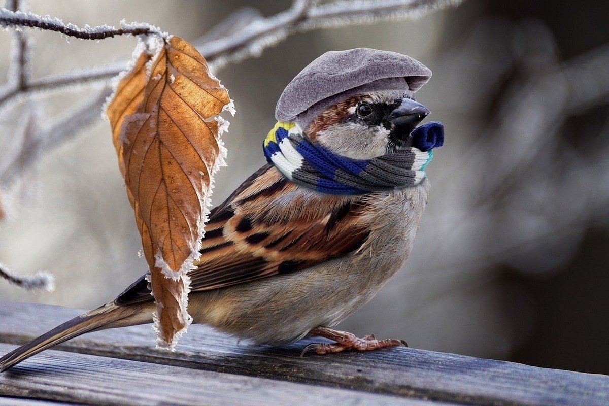 Воробей в шапке