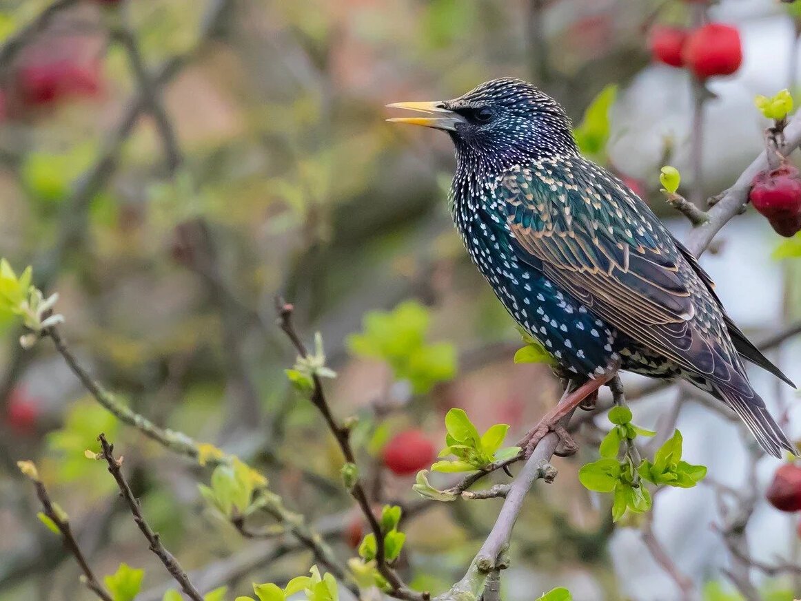 The Starling (скворец)