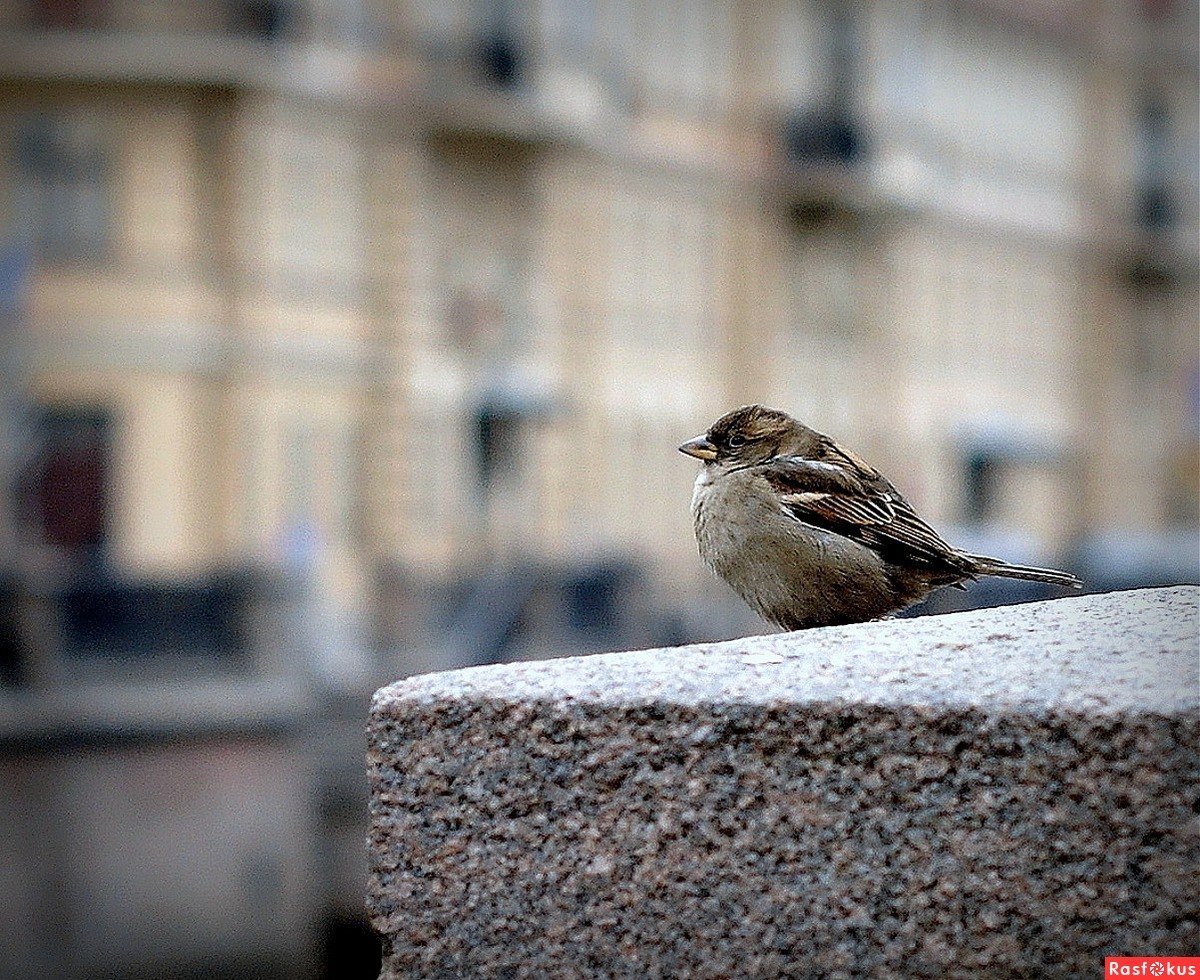 Птицы на улице