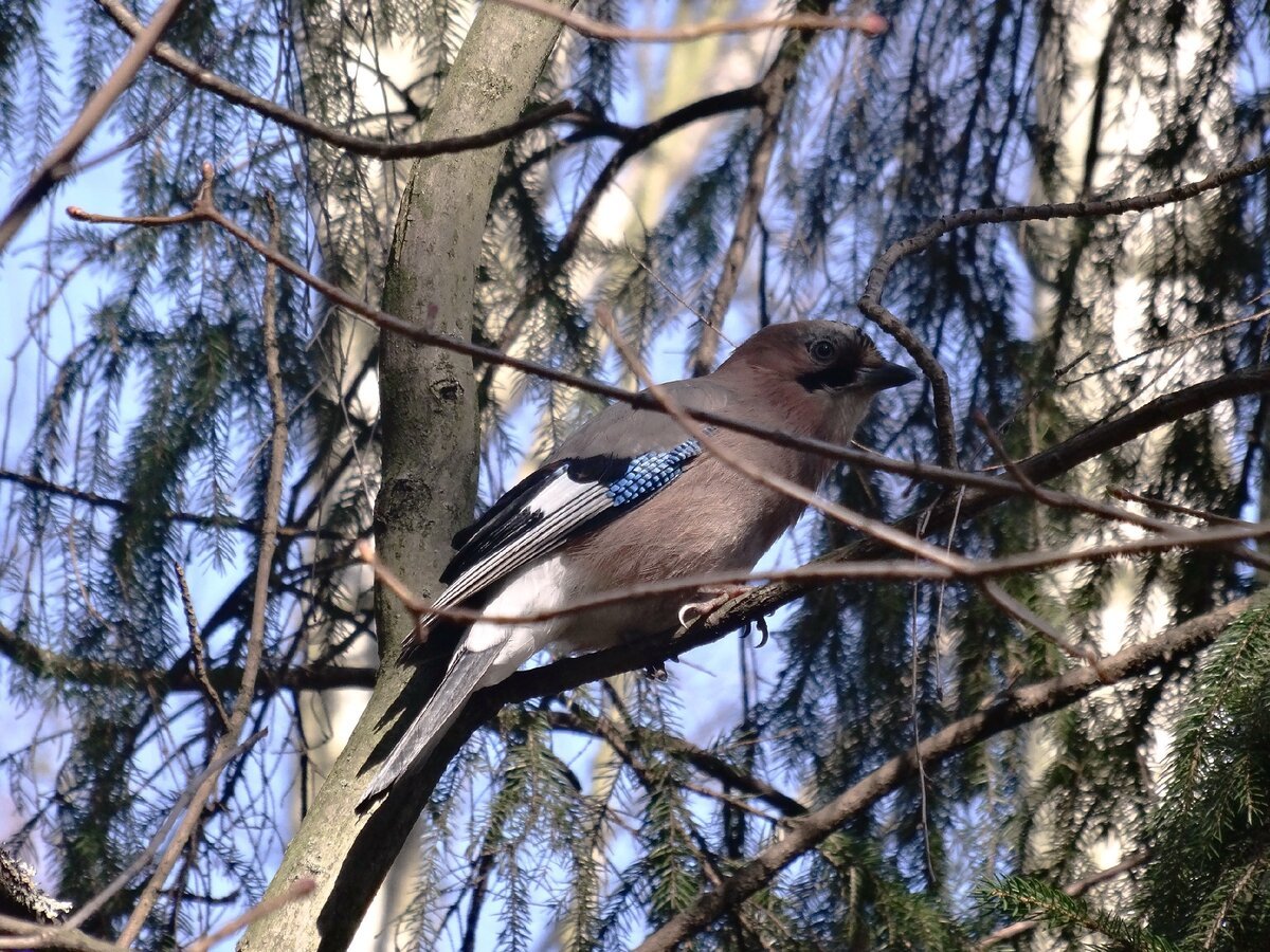 Птицы в Гатчинском парке