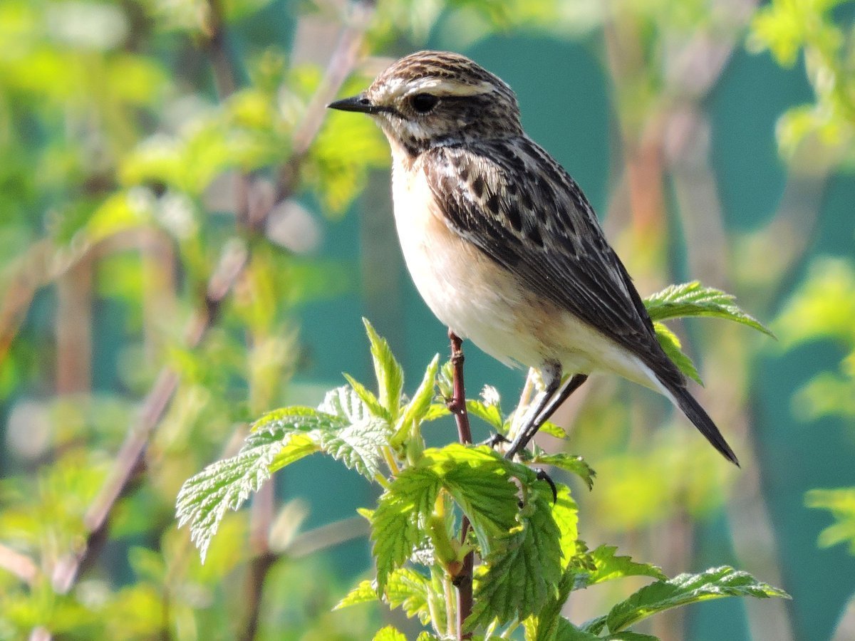 Кузьминский лесопарк птичка