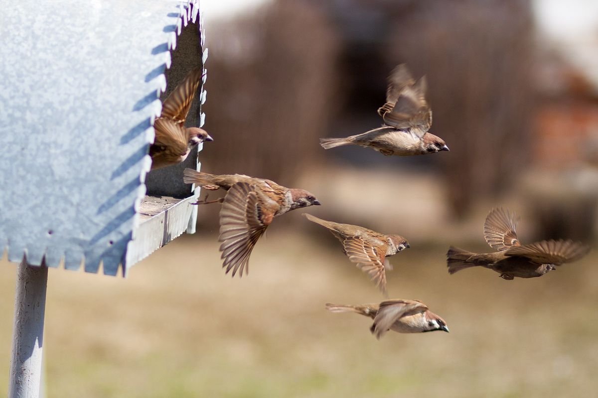 Птенец вылетает из гнезда