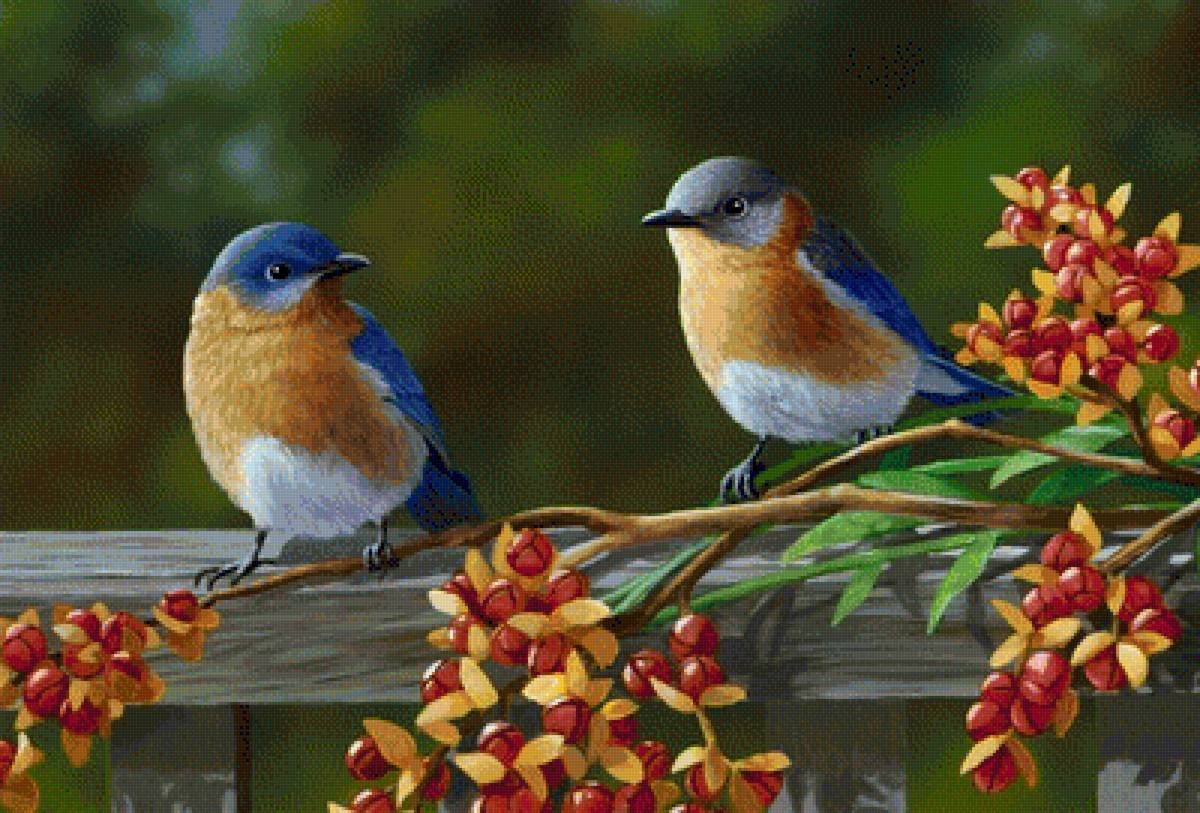 Природа птички