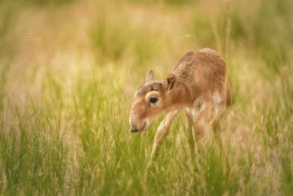 Сайгак в степи России