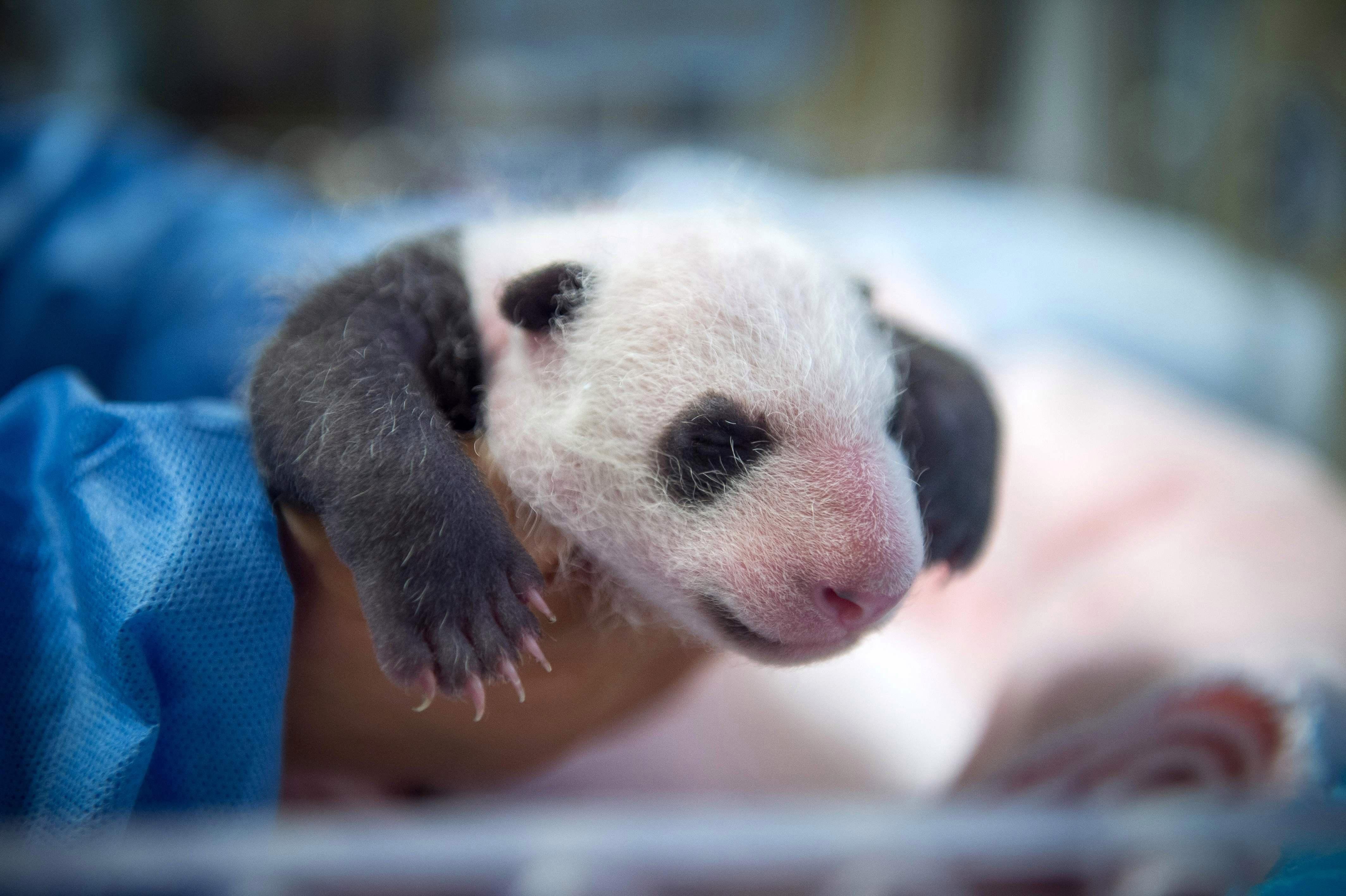 Панда сколько детенышей. Большая Панда новорожденный. Панда с детёнышем. Детёныш панды новорожденный. Детёныши панды Новорожденные.
