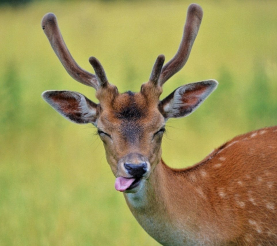 Олень показывает язык