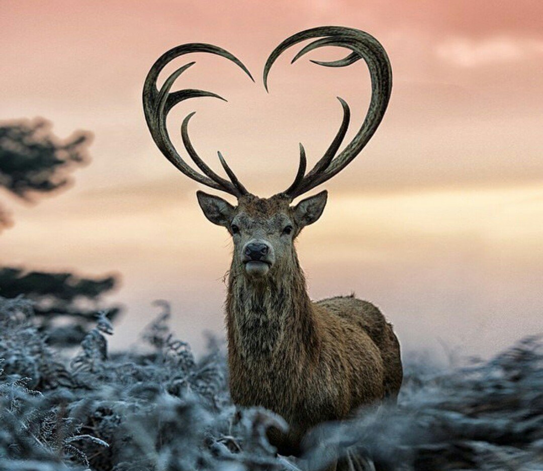Олень с ветвистыми рогами