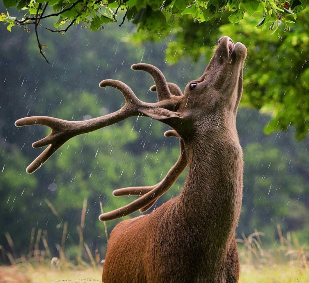 Олень царь зверей