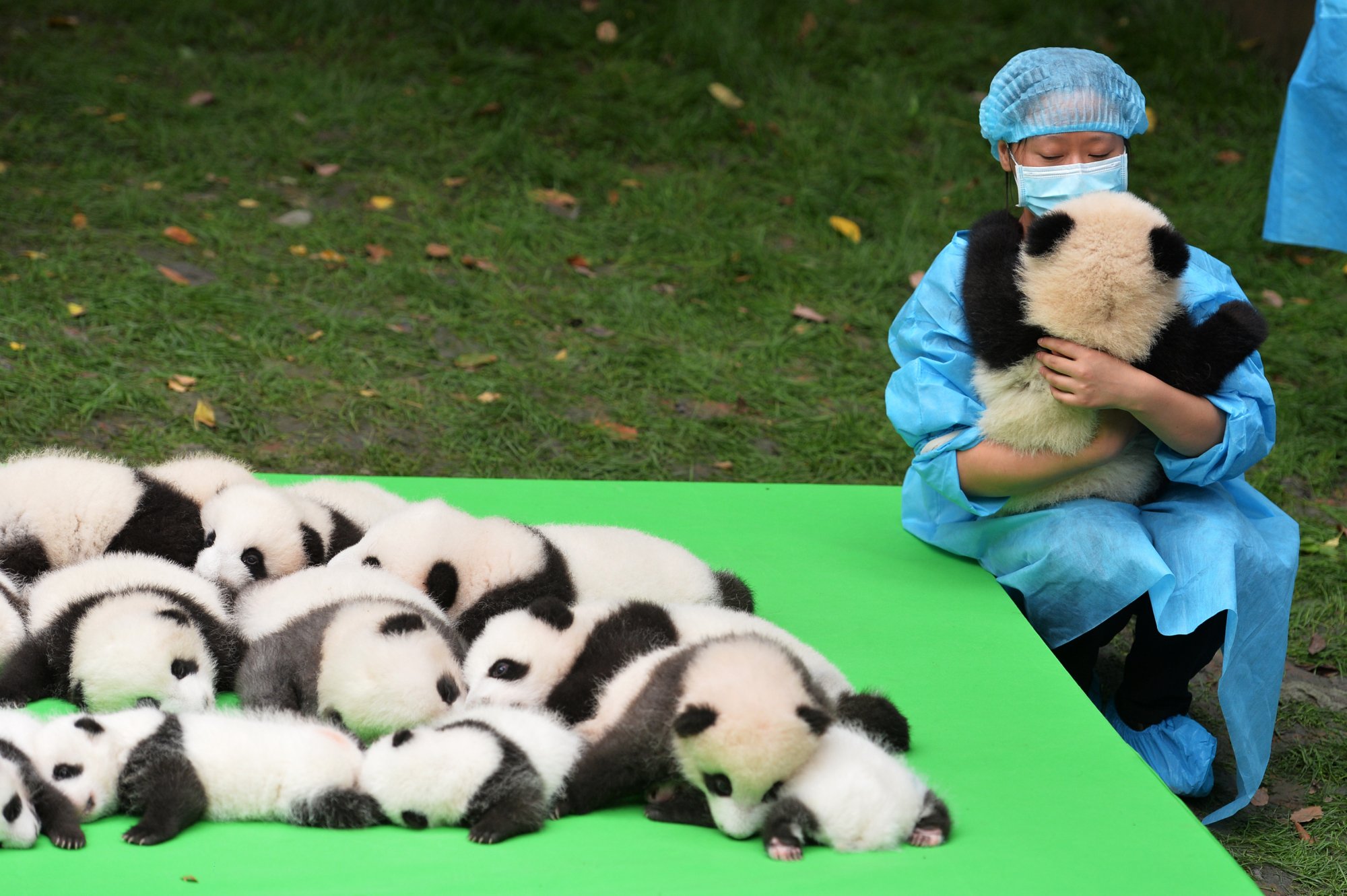 Панда сколько детенышей. Животные Китая. Маленькие панды. Панда с детёнышем. Маленькие большие панды.