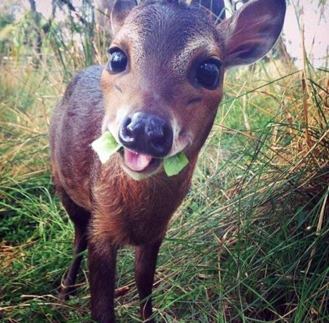 Смешной олень