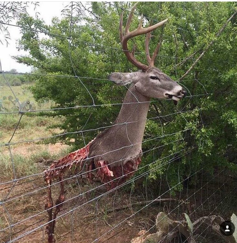 Бешеный олень