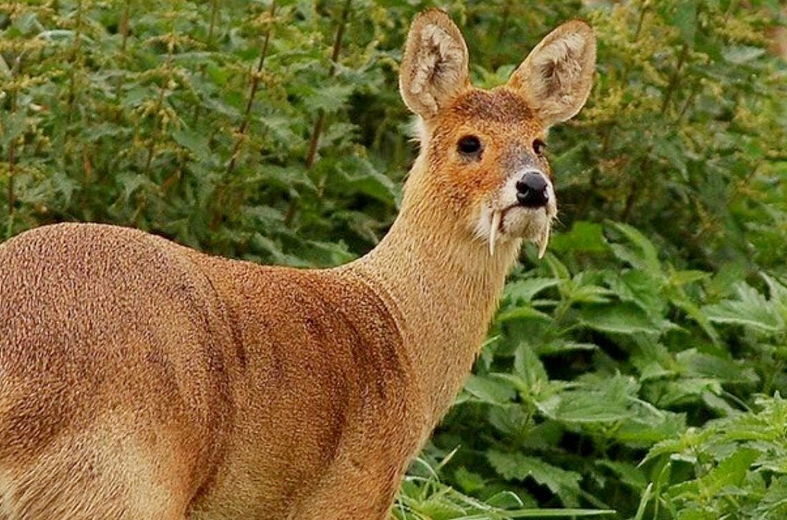 Саблезубый олень кабарга