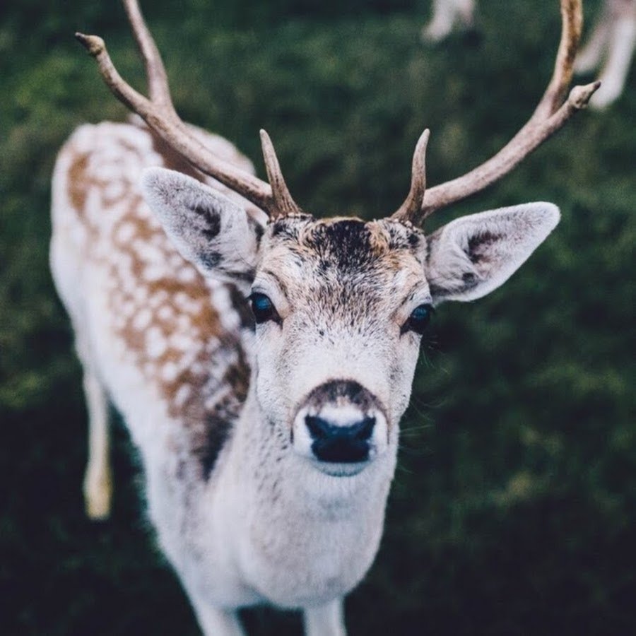 Олень Эстетика