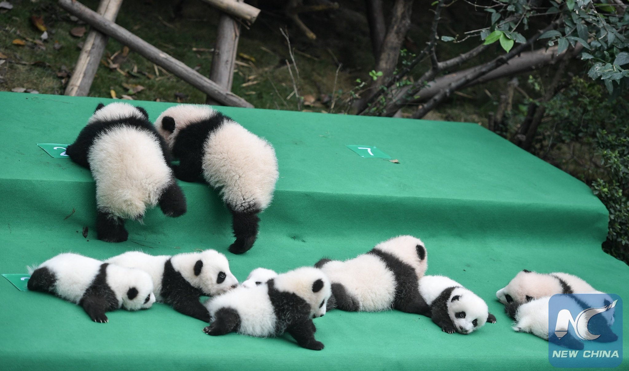 Панда сколько детенышей. Гигантские панды Сычуань. Чэнду Родина панды. Панда с детёнышем. Панды lbntyso.
