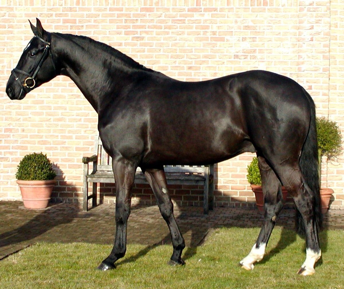 Тракененская порода Вороная