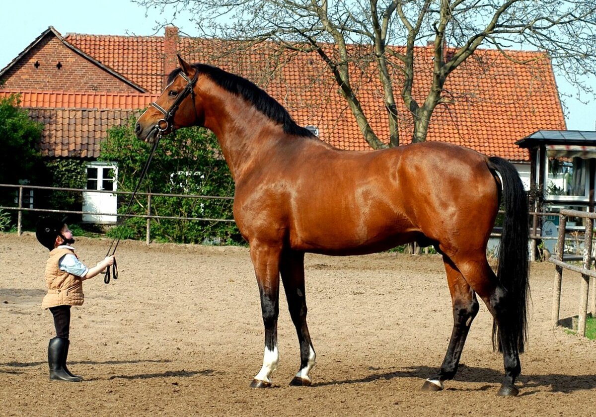 Лошадь породы тракен