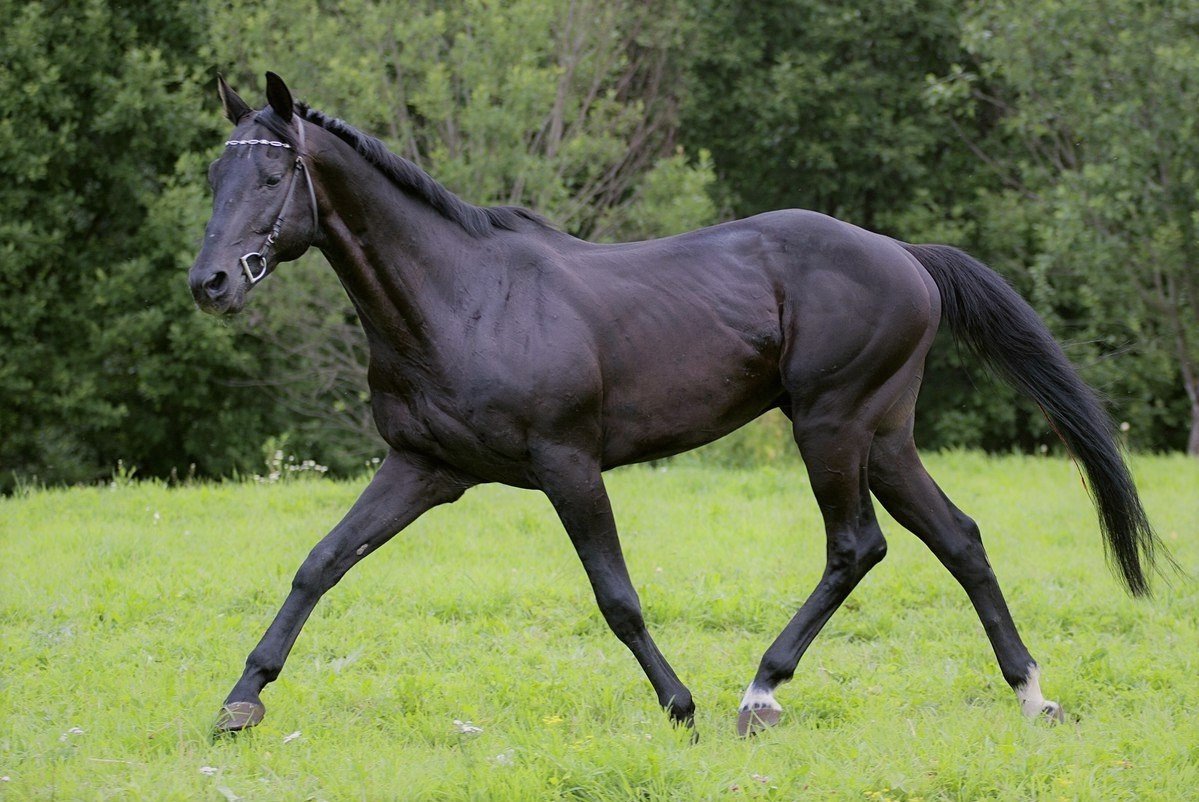Тракененская лошадь Вороная