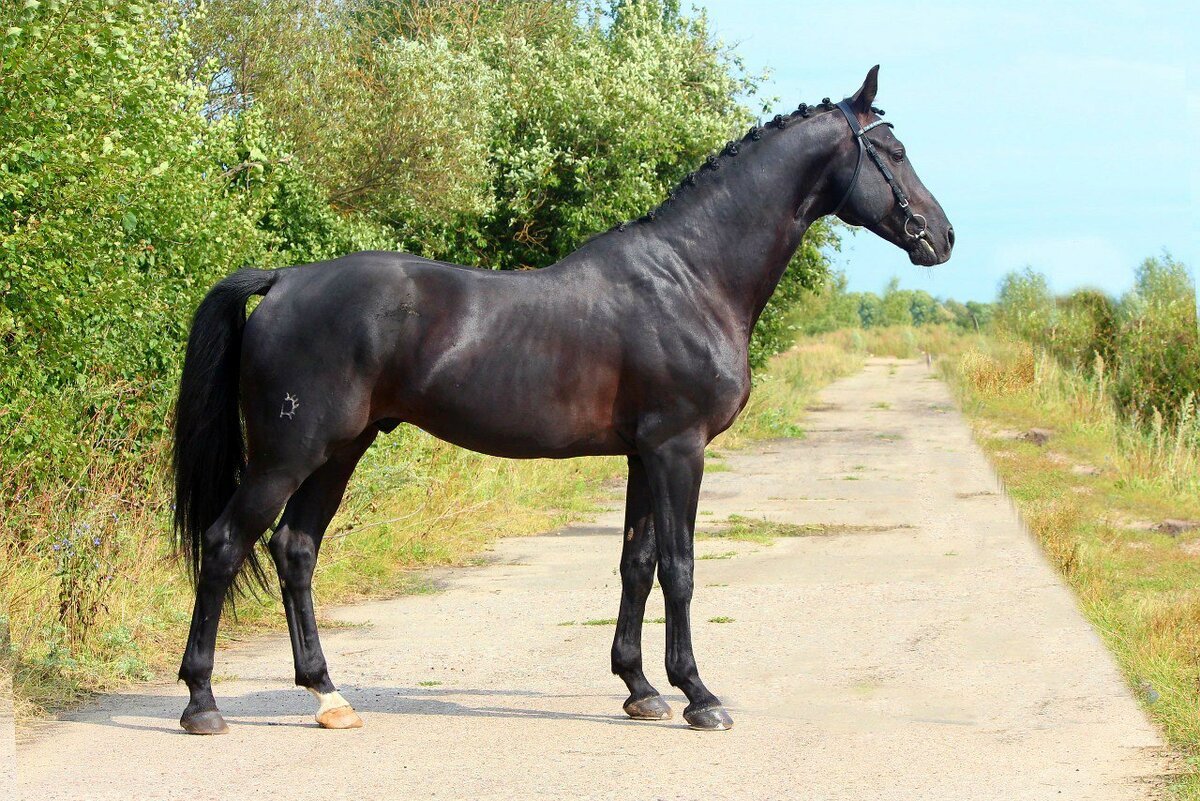 Лошадь породы тракен