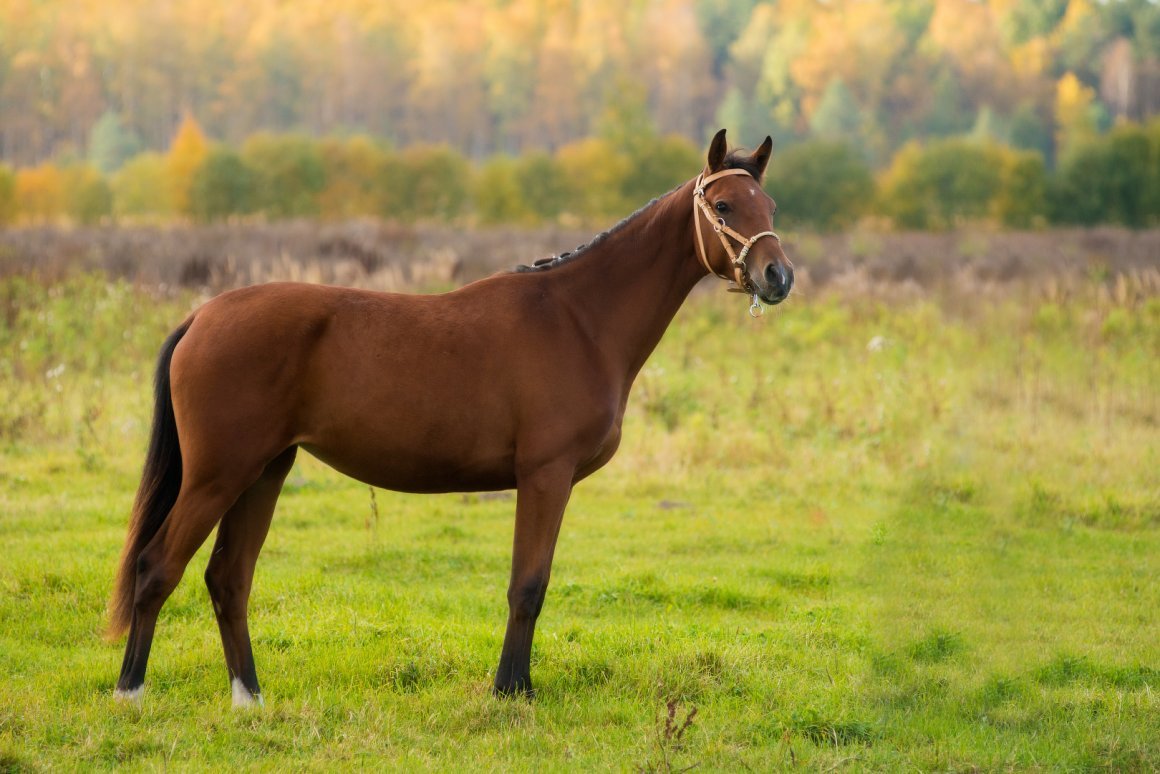 Гнедая Тракененская кобыла