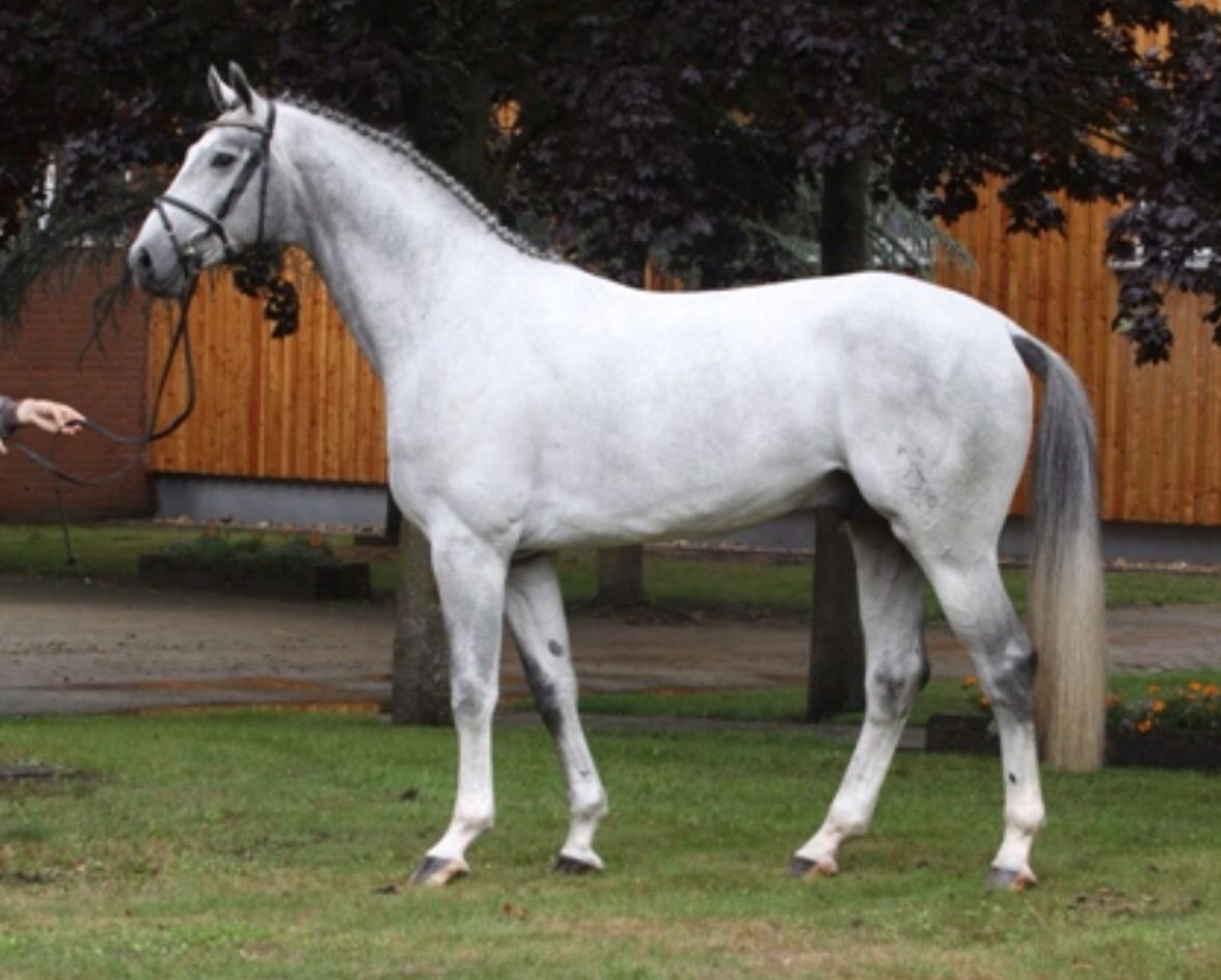 Ганноверская лошадь серая